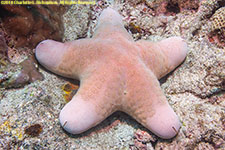 sea star